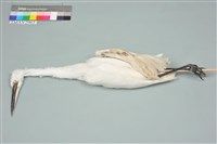 藏品(小白鷺)的圖片